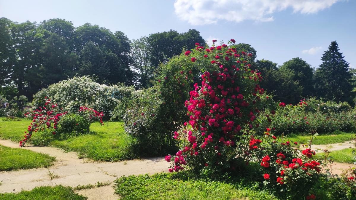 У ботсаду Києва розпочалося масове цвітіння троянд (фоторепортаж, відео)