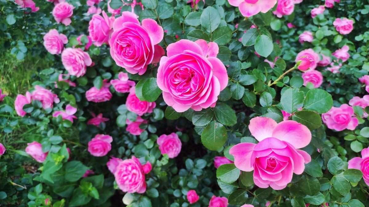 У ботсаду Києва розпочалося масове цвітіння троянд (фоторепортаж, відео)