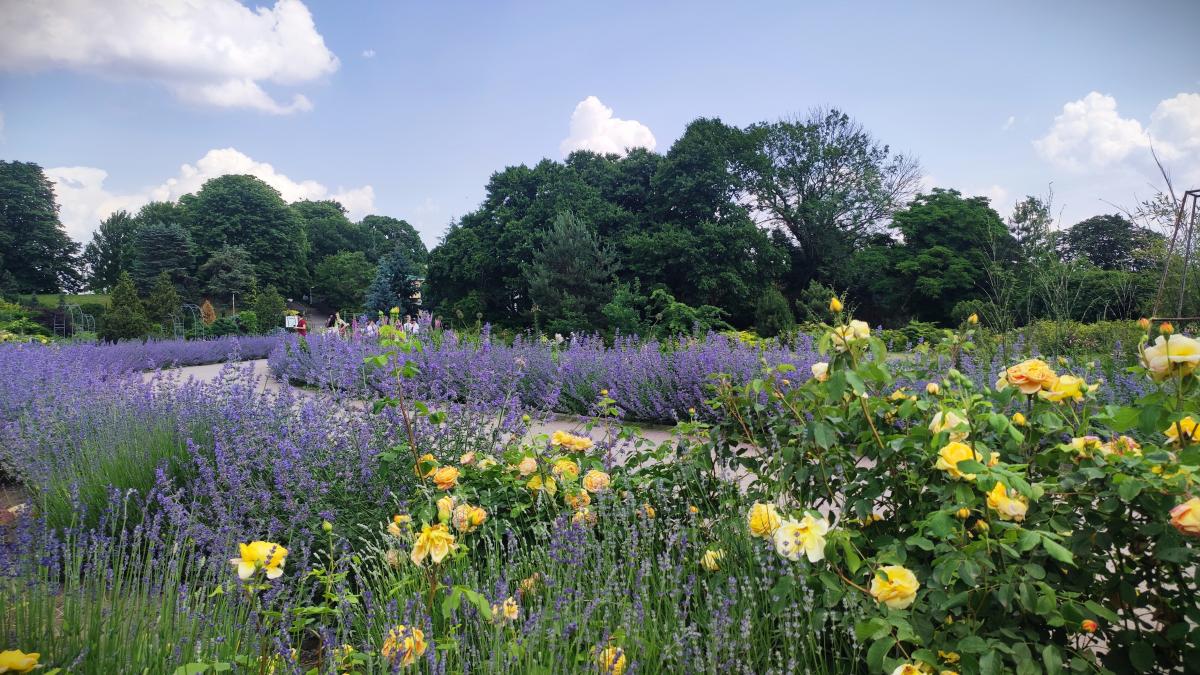Шавлія в ботсаду Гришка / фото Марина Григоренко