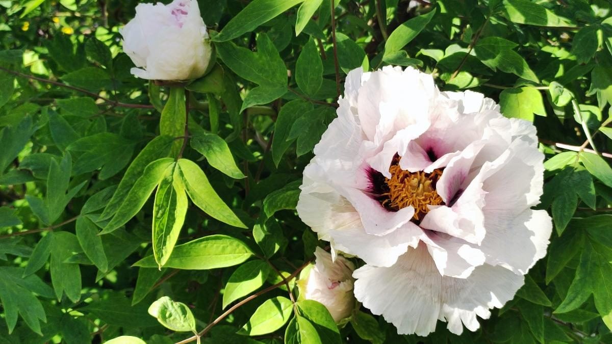 У київському ботсаду розпочався сезон цвітіння бузку – це не можна пропустити (фоторепортаж)