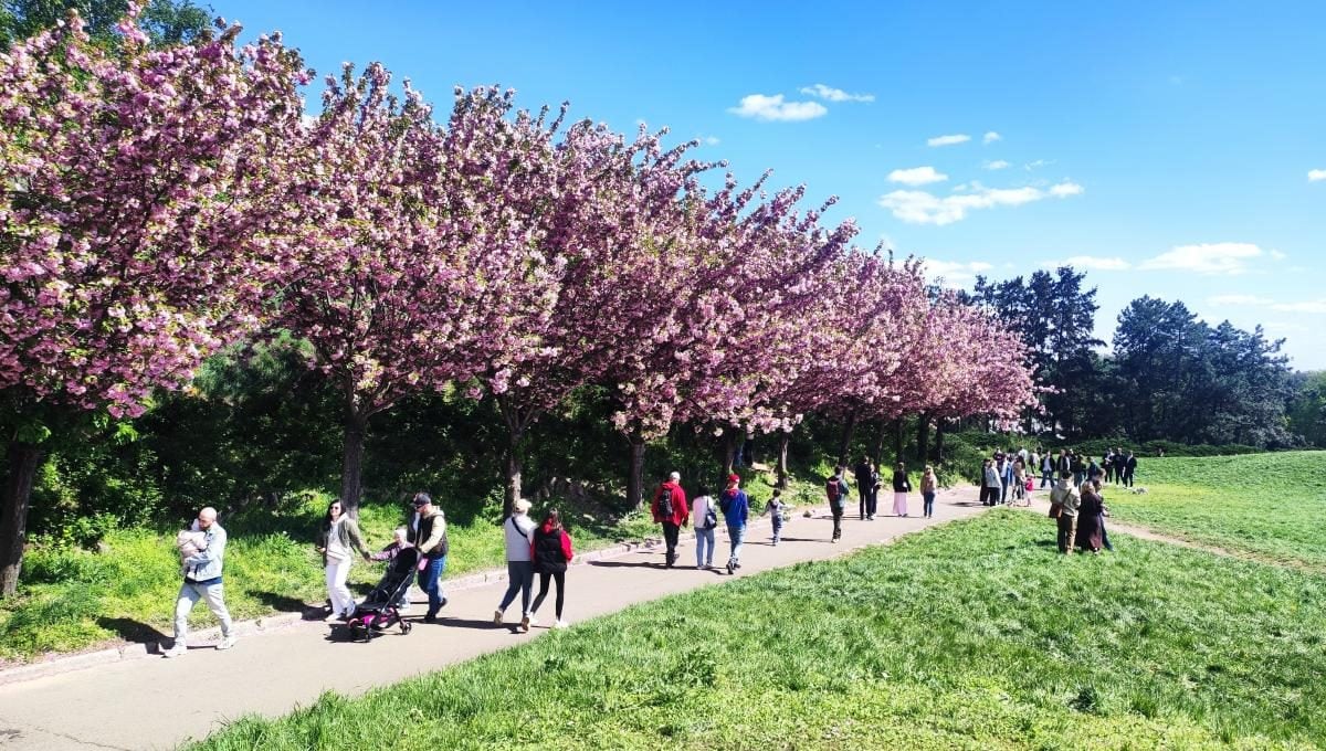 У київському ботсаду розпочався сезон цвітіння бузку – це не можна пропустити (фоторепортаж)