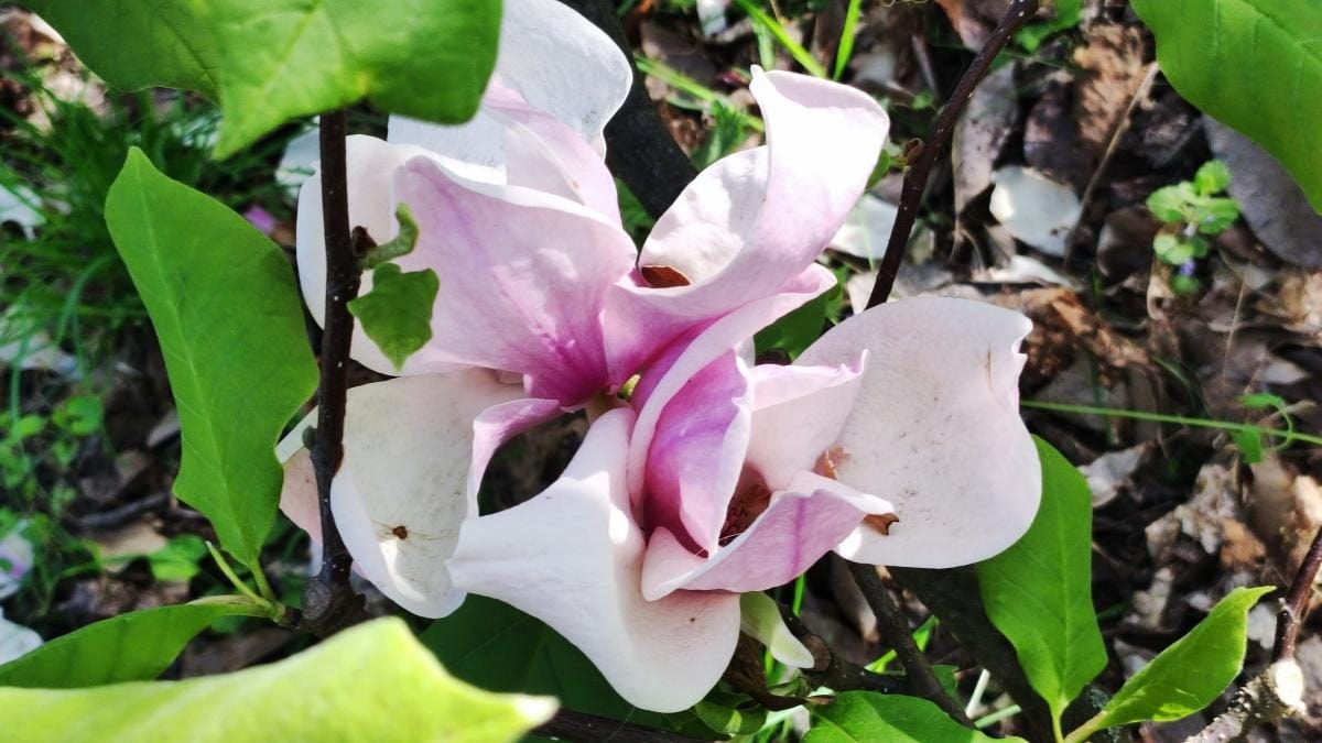 У київському ботсаду розпочався сезон цвітіння бузку – це не можна пропустити (фоторепортаж)