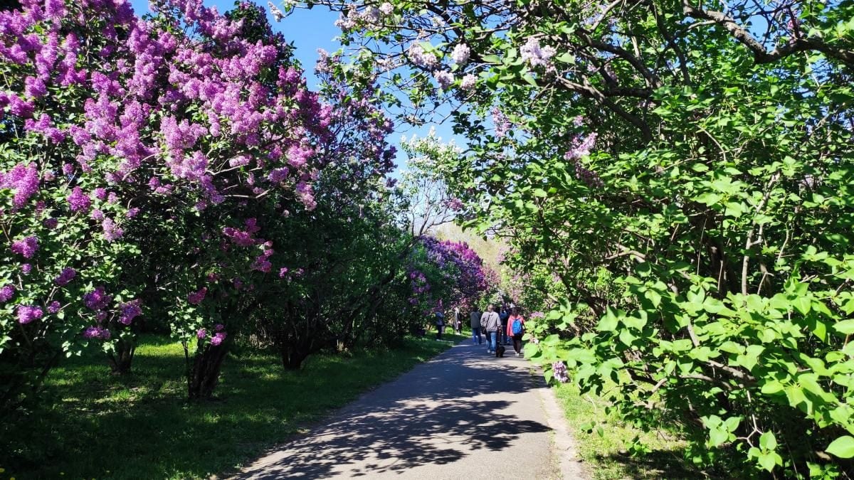 У київському ботсаду розпочався сезон цвітіння бузку – це не можна пропустити (фоторепортаж)