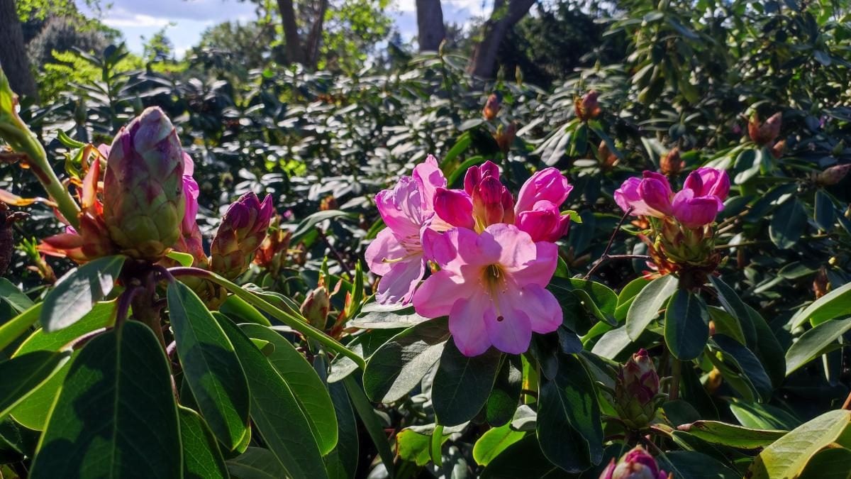 У київському ботсаду розпочався сезон цвітіння бузку – це не можна пропустити (фоторепортаж)
