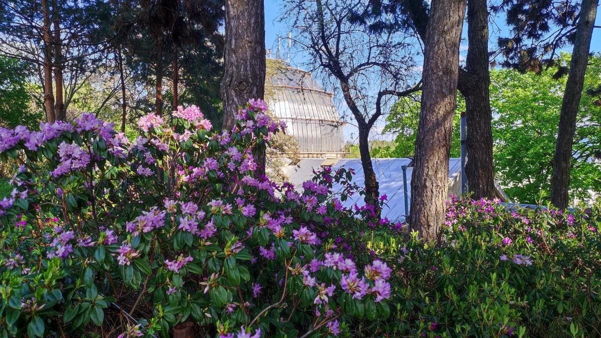 У київському ботсаду розпочався сезон цвітіння бузку – це не можна пропустити (фоторепортаж)