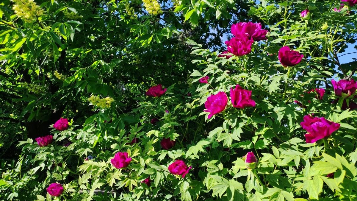 У київському ботсаду розпочався сезон цвітіння бузку – це не можна пропустити (фоторепортаж)