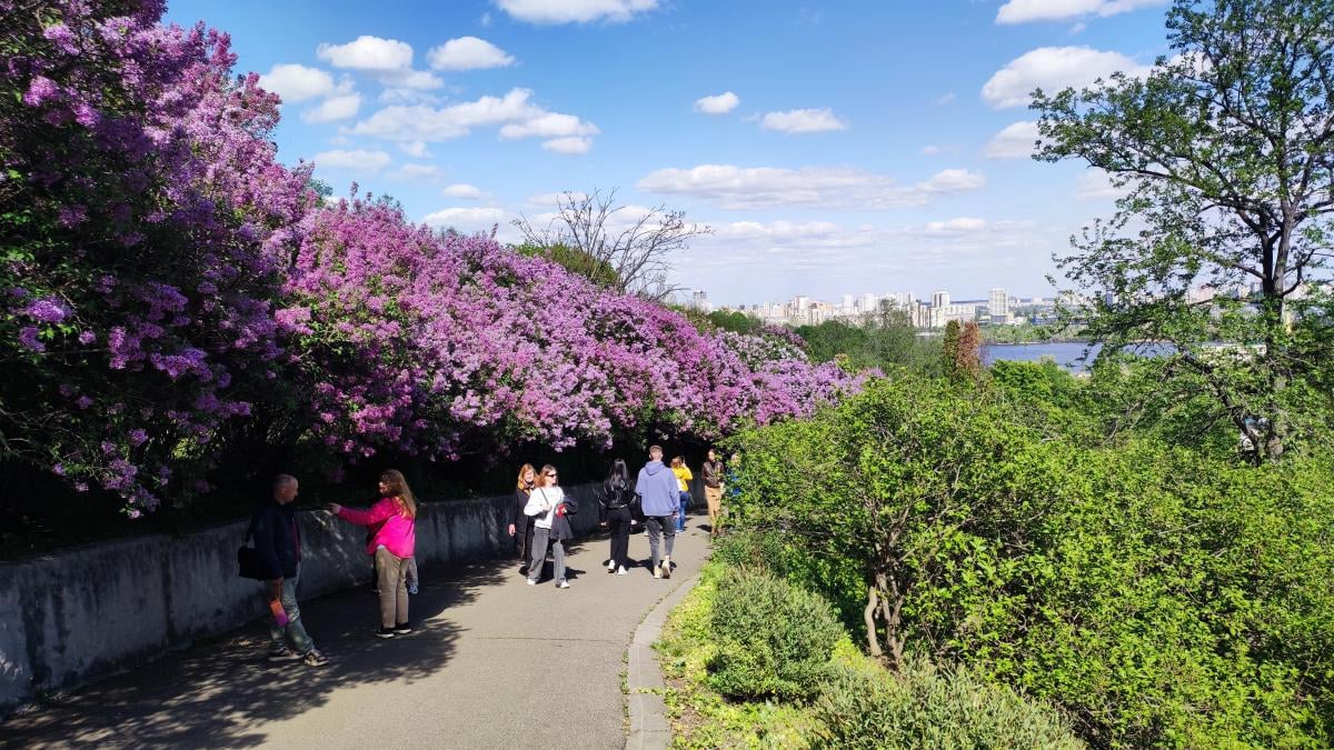Бузок у ботсаду Гришка / фото Марина Григоренко
