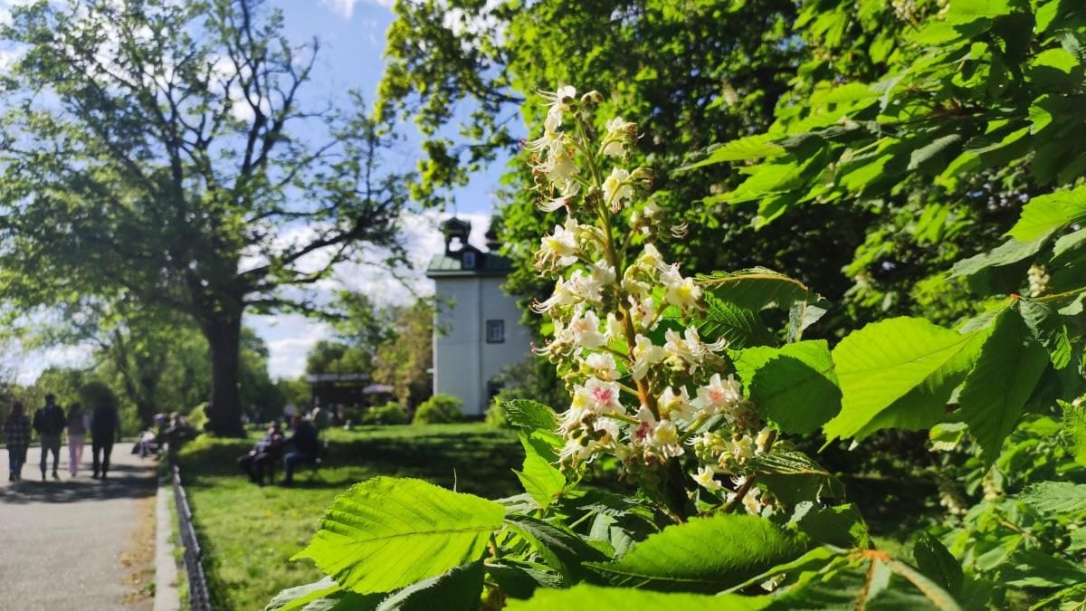 У київському ботсаду розпочався сезон цвітіння бузку – це не можна пропустити (фоторепортаж)