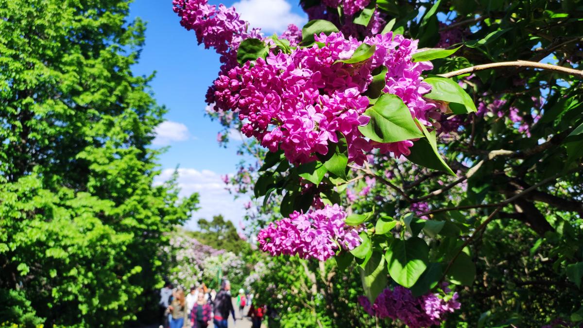 Бузок у ботсаду Гришка / фото Марина Григоренко