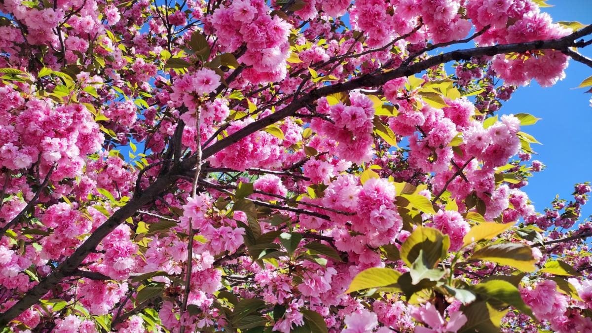 У київському ботсаду розпочався сезон цвітіння бузку – це не можна пропустити (фоторепортаж)