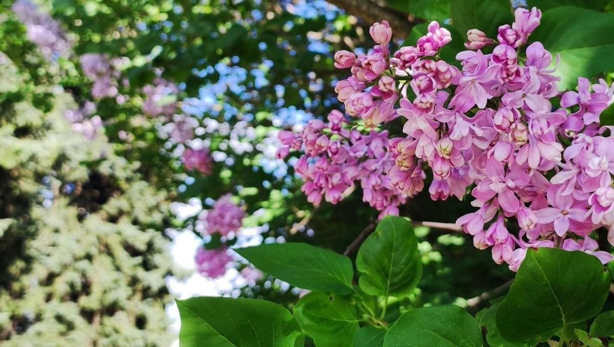 У київському ботсаду розпочався сезон цвітіння бузку – це не можна пропустити (фоторепортаж)