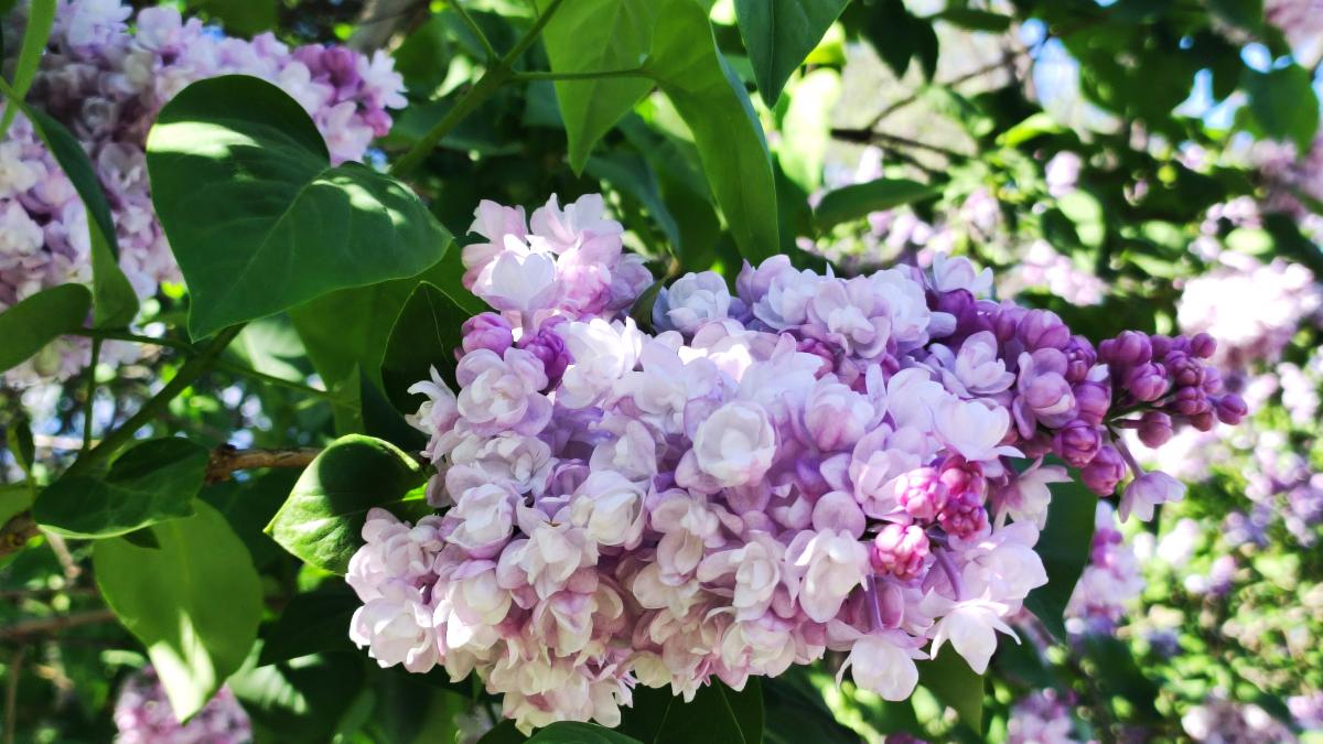 Бузок у ботсаду Києва / фото Марина Григоренко