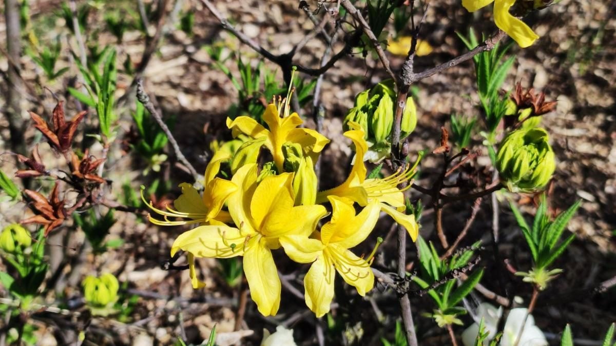У київському ботсаду розпочався сезон цвітіння бузку – це не можна пропустити (фоторепортаж)