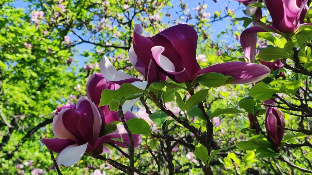 У київському ботсаду розпочався сезон цвітіння бузку – це не можна пропустити (фоторепортаж)