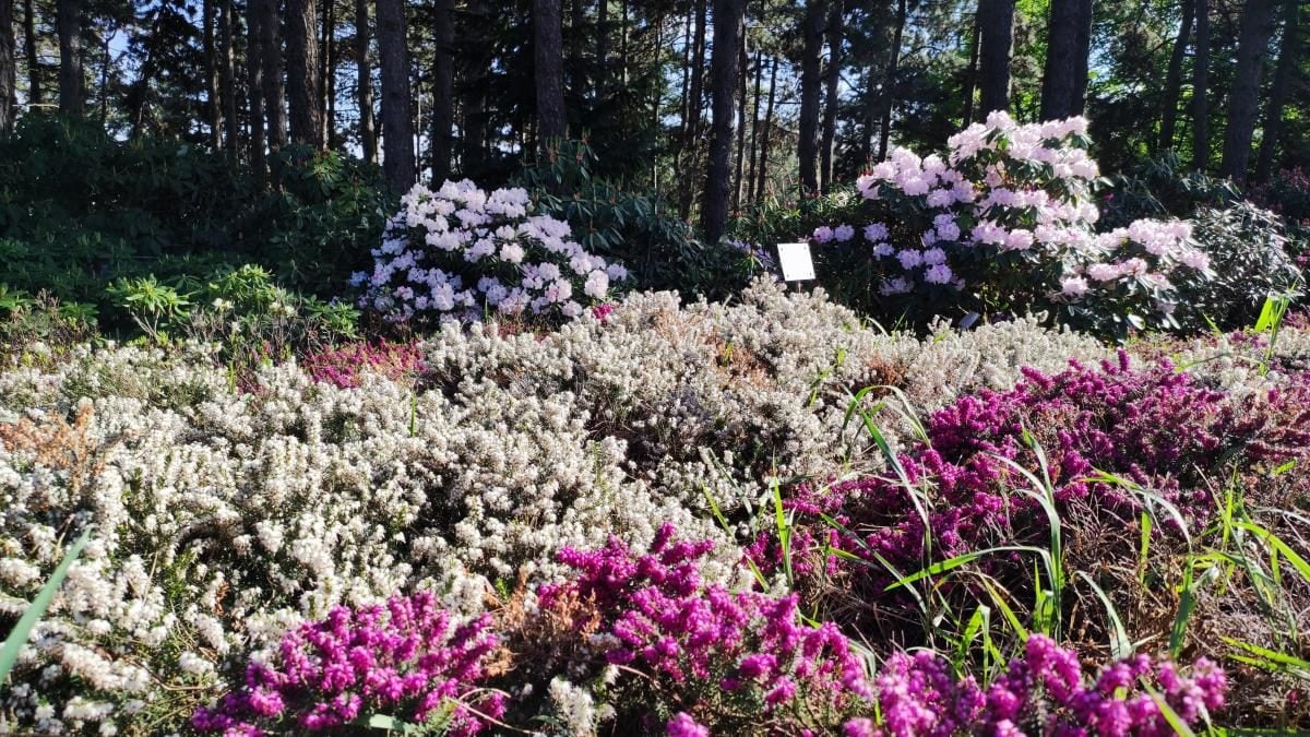 У київському ботсаду розпочався сезон цвітіння бузку – це не можна пропустити (фоторепортаж)