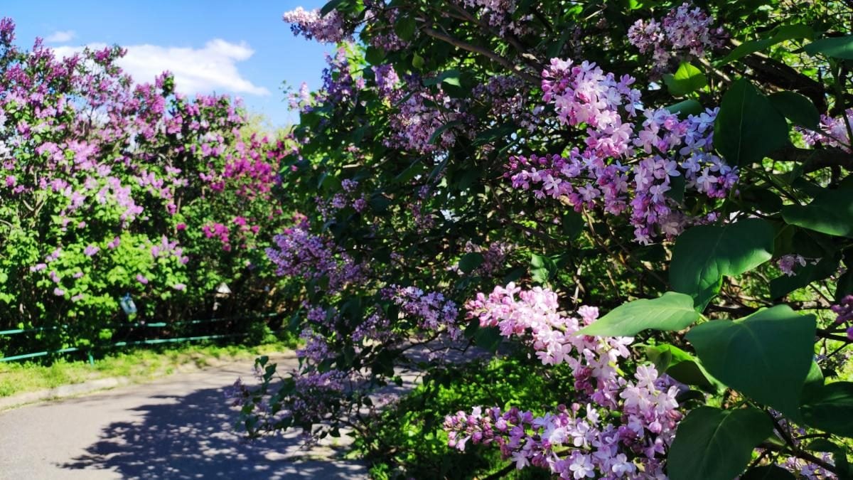 У київському ботсаду розпочався сезон цвітіння бузку – це не можна пропустити (фоторепортаж)