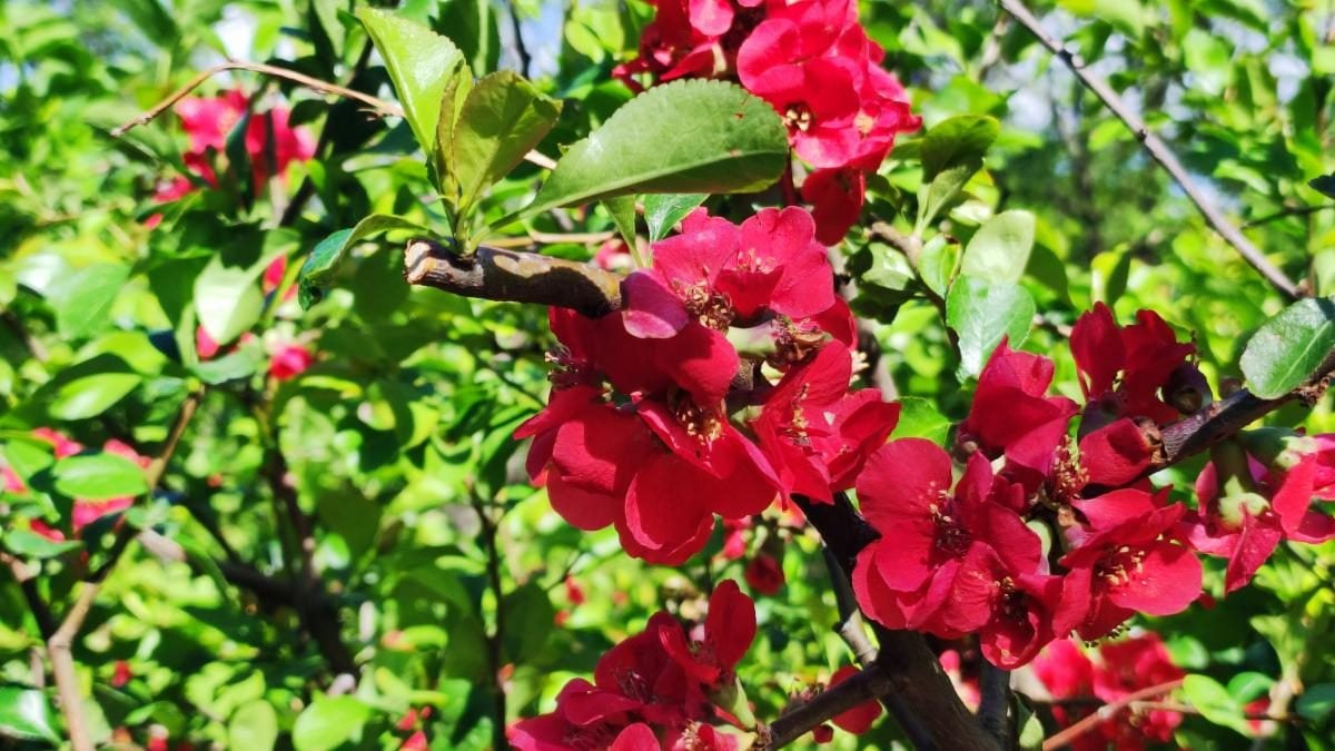 У київському ботсаду розпочався сезон цвітіння бузку – це не можна пропустити (фоторепортаж)