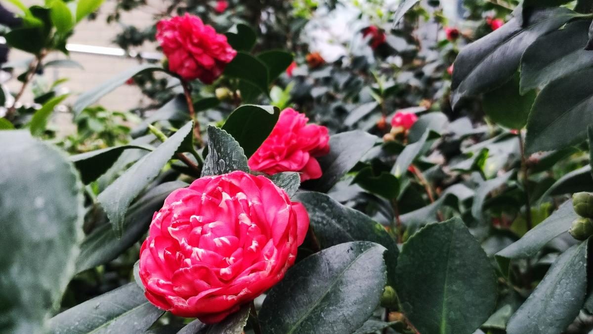 Варто поквапитися: в оранжереї ботсаду Києва на повну квітнуть азалії (фоторепортаж, відео)