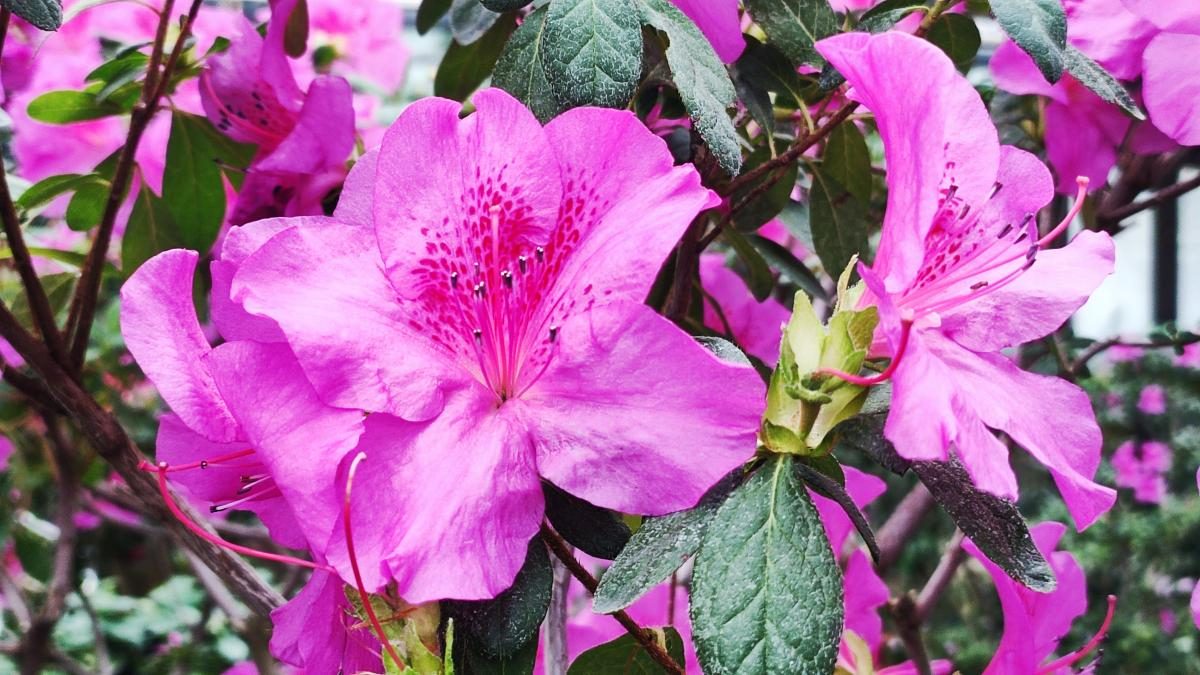 Варто поквапитися: в оранжереї ботсаду Києва на повну квітнуть азалії (фоторепортаж, відео)