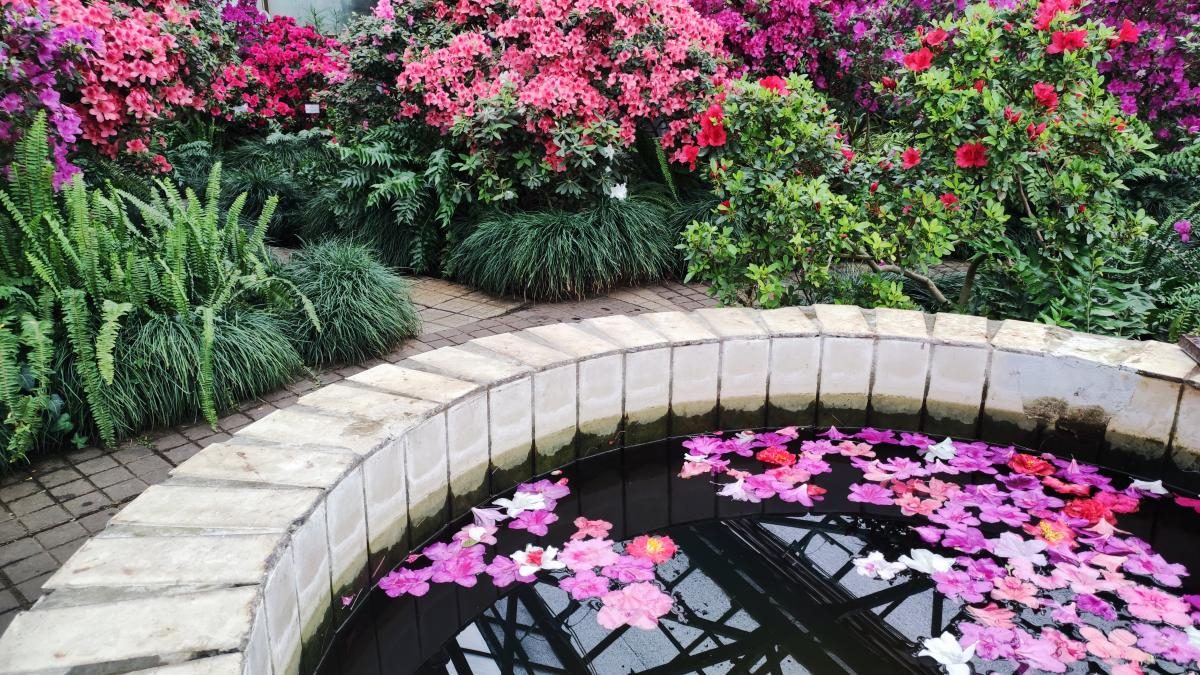 Варто поквапитися: в оранжереї ботсаду Києва на повну квітнуть азалії (фоторепортаж, відео)