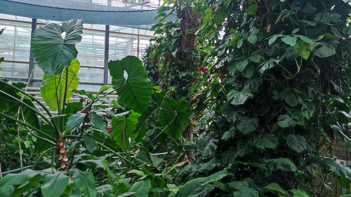 Тропічна зала в ботсаду Гришка / фото Марина Григоренко