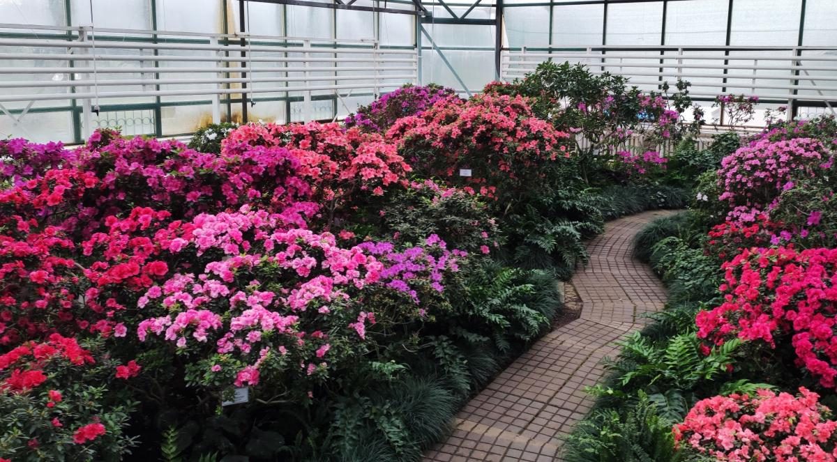 Варто поквапитися: в оранжереї ботсаду Києва на повну квітнуть азалії (фоторепортаж, відео)