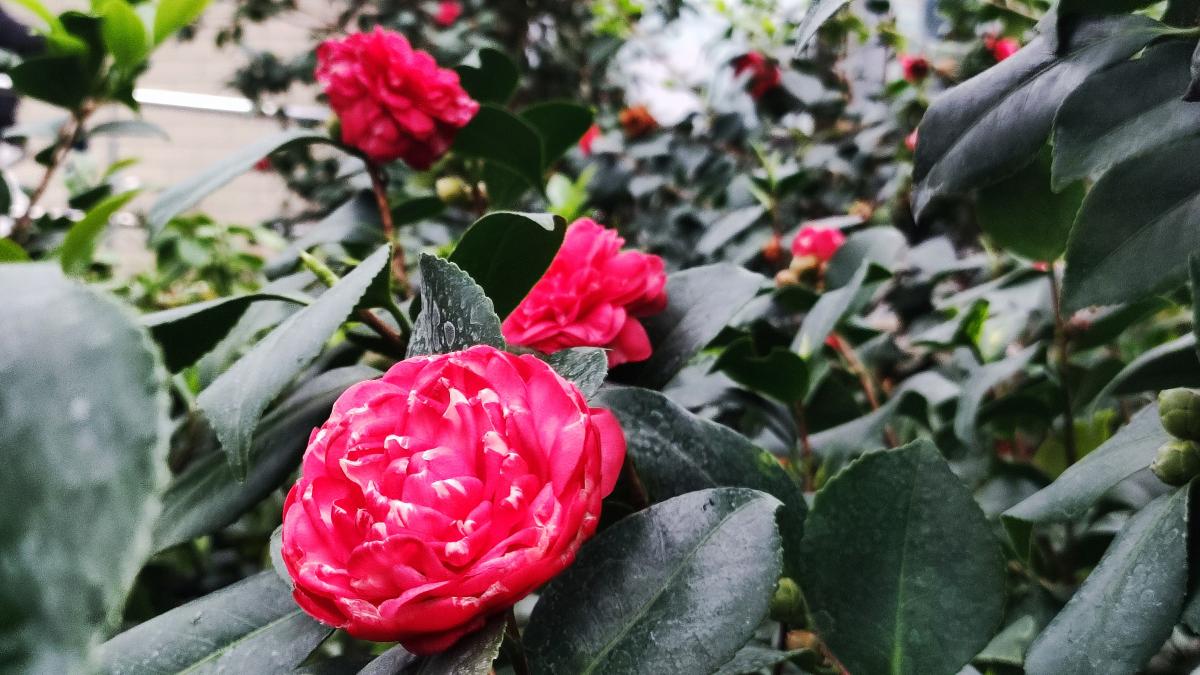 Камелії в ботсаду Гришка / фото Марина Григоренко