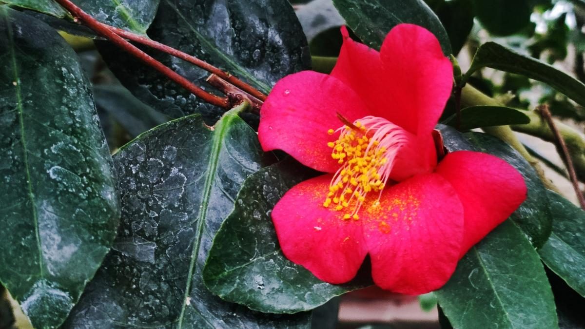 Варто поквапитися: в оранжереї ботсаду Києва на повну квітнуть азалії (фоторепортаж, відео)