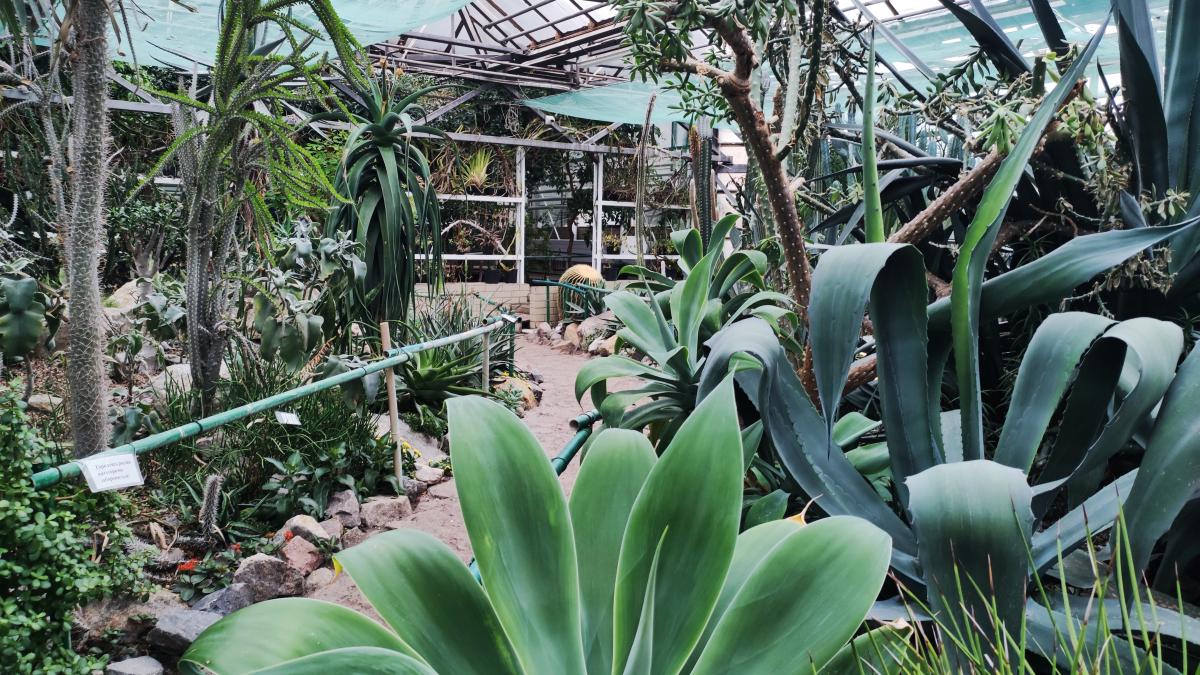 Кактуси в оранжереї ботсаду Гришка / фото Марина Григоренко