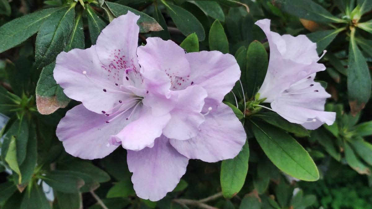 Варто поквапитися: в оранжереї ботсаду Києва на повну квітнуть азалії (фоторепортаж, відео)