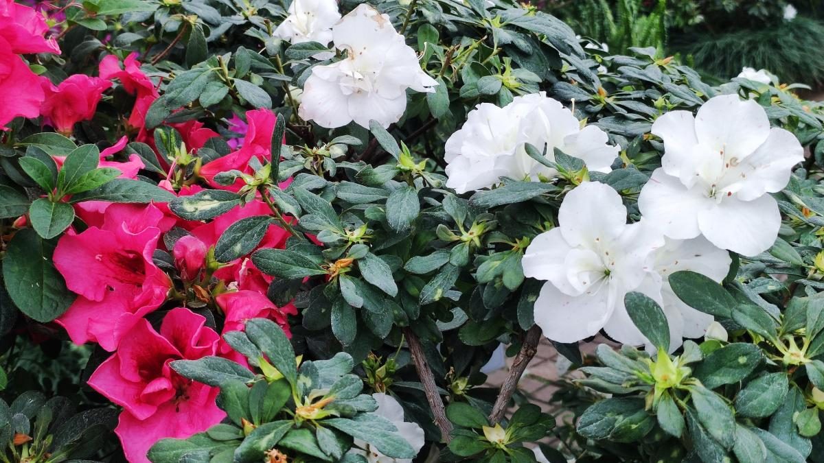 Варто поквапитися: в оранжереї ботсаду Києва на повну квітнуть азалії (фоторепортаж, відео)