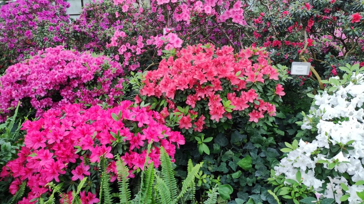 Варто поквапитися: в оранжереї ботсаду Києва на повну квітнуть азалії (фоторепортаж, відео)