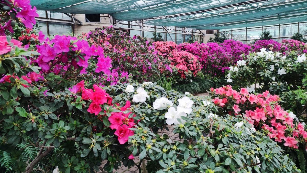 Варто поквапитися: в оранжереї ботсаду Києва на повну квітнуть азалії (фоторепортаж, відео)