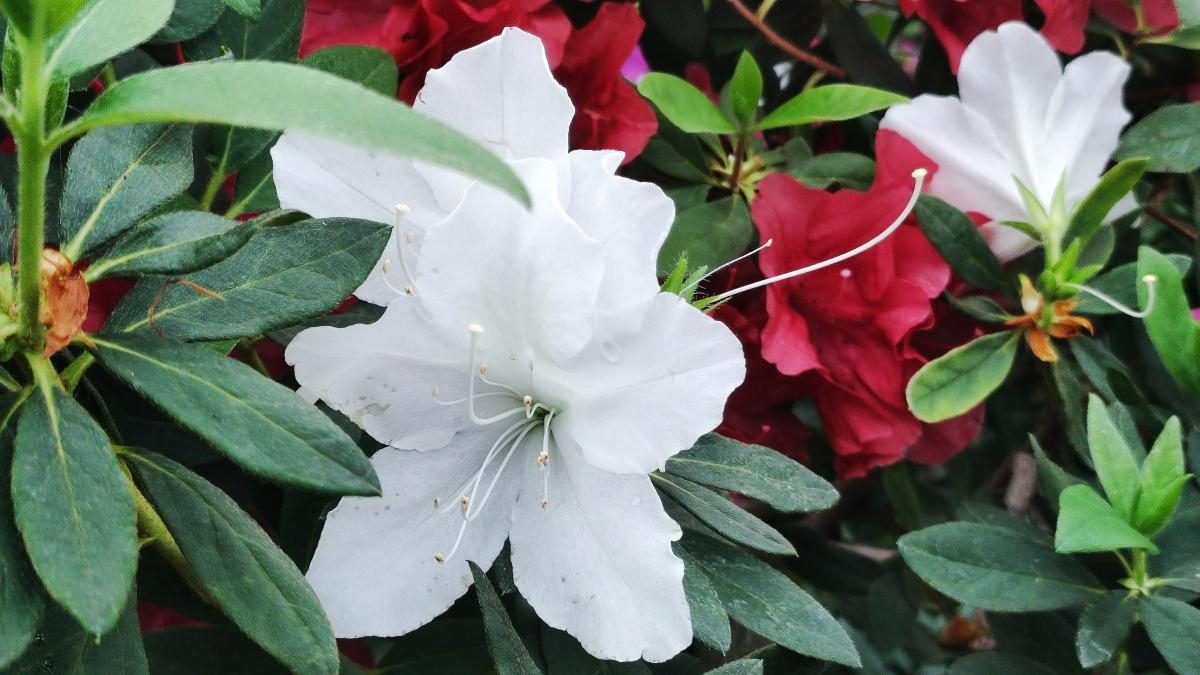 Варто поквапитися: в оранжереї ботсаду Києва на повну квітнуть азалії (фоторепортаж, відео)