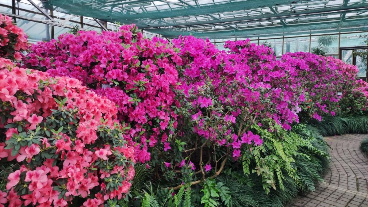 Варто поквапитися: в оранжереї ботсаду Києва на повну квітнуть азалії (фоторепортаж, відео)