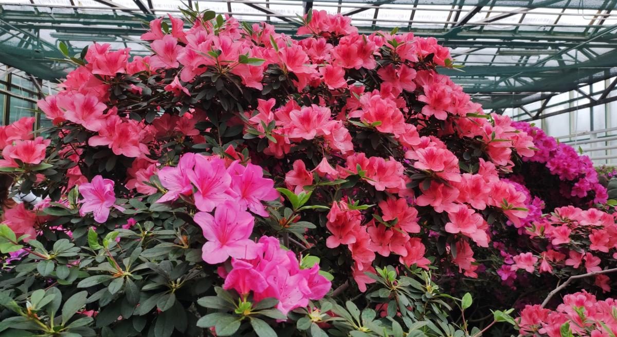 Варто поквапитися: в оранжереї ботсаду Києва на повну квітнуть азалії (фоторепортаж, відео)