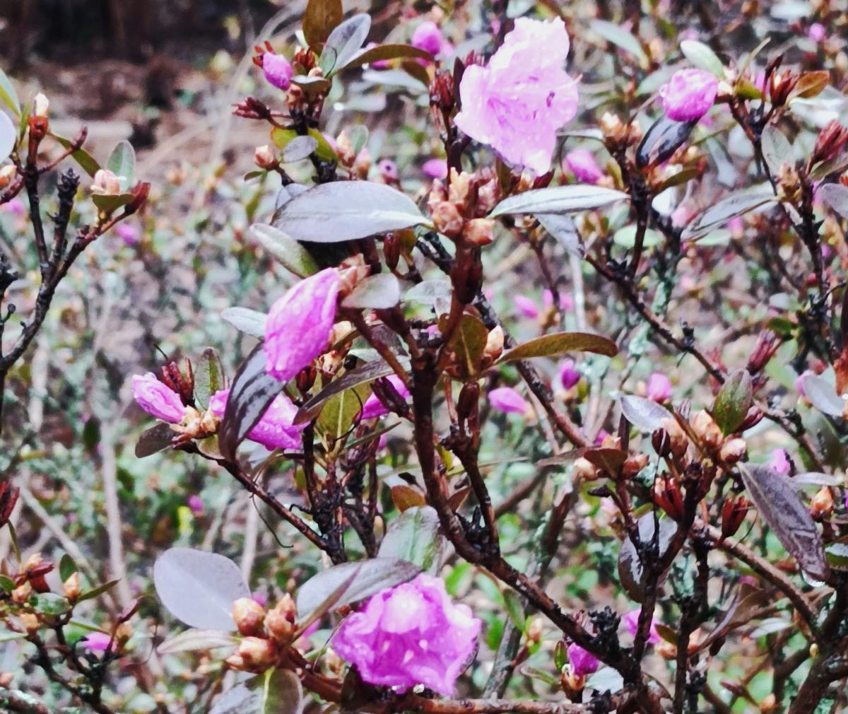 Перші садові азалії в босаду Гришка в 2025 році / фото Марина Григоренко