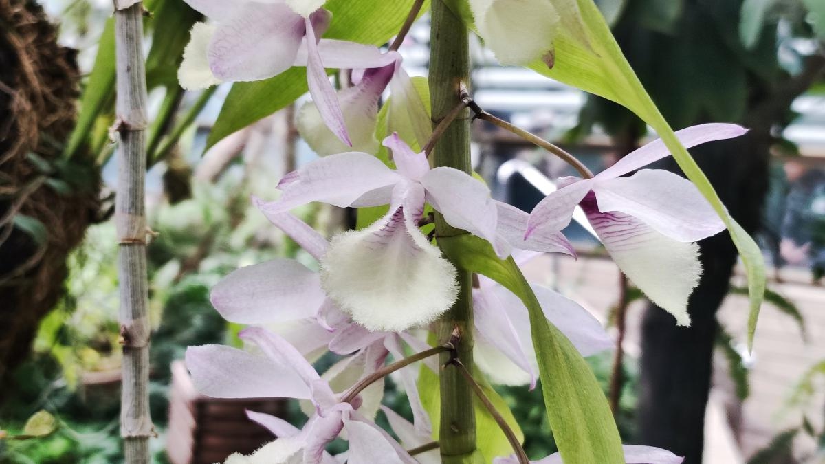 Орхідеї в ботсаду Гришка / фото Марина Григоренко