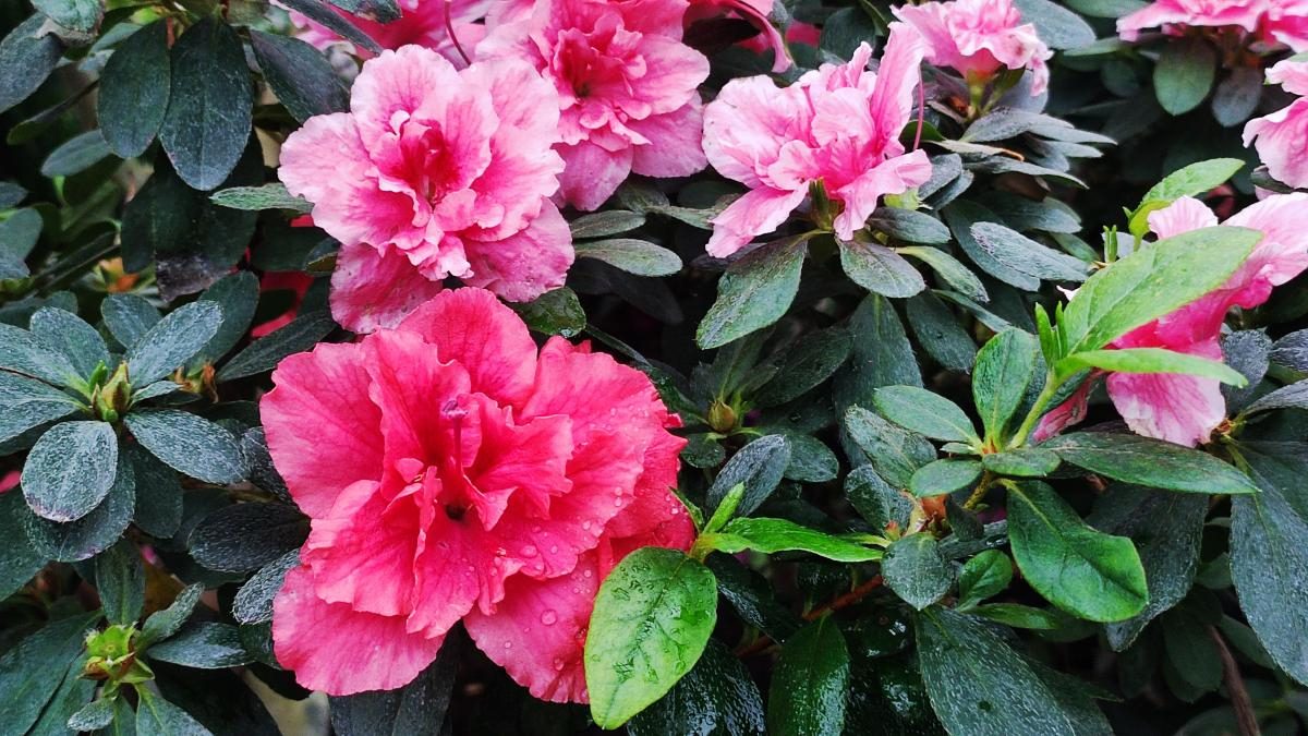 Варто поквапитися: в оранжереї ботсаду Києва на повну квітнуть азалії (фоторепортаж, відео)