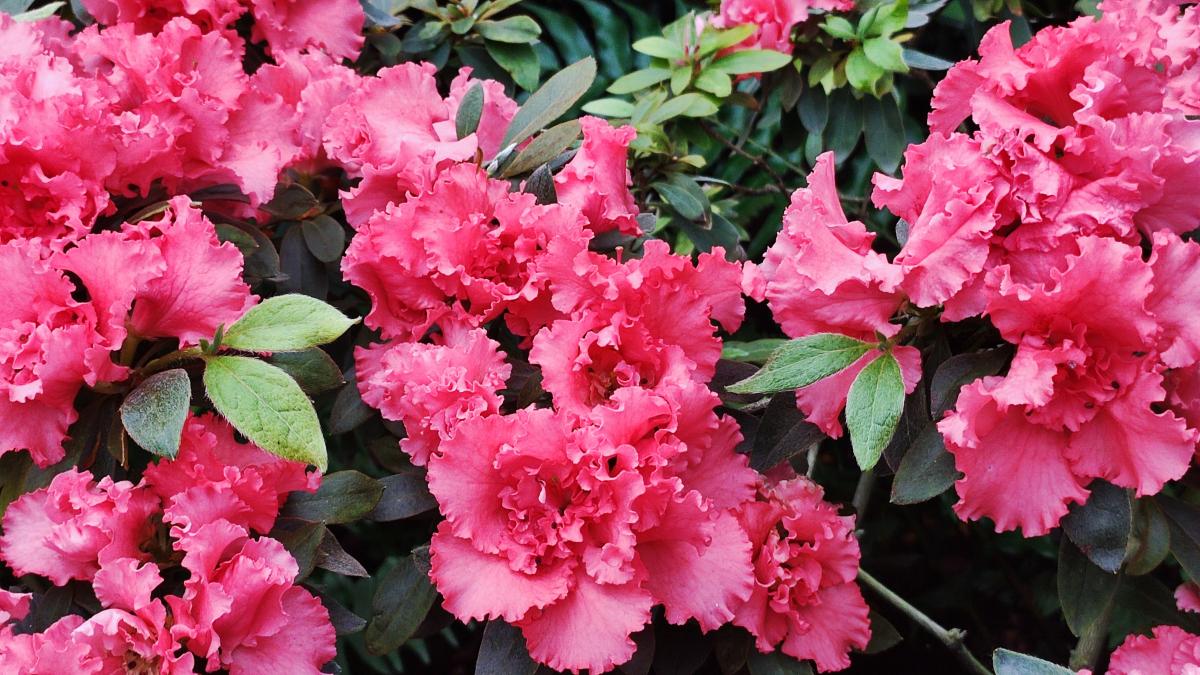 В ботсаду Гришка масово цвітуть азалії / фото Марина Григоренко
