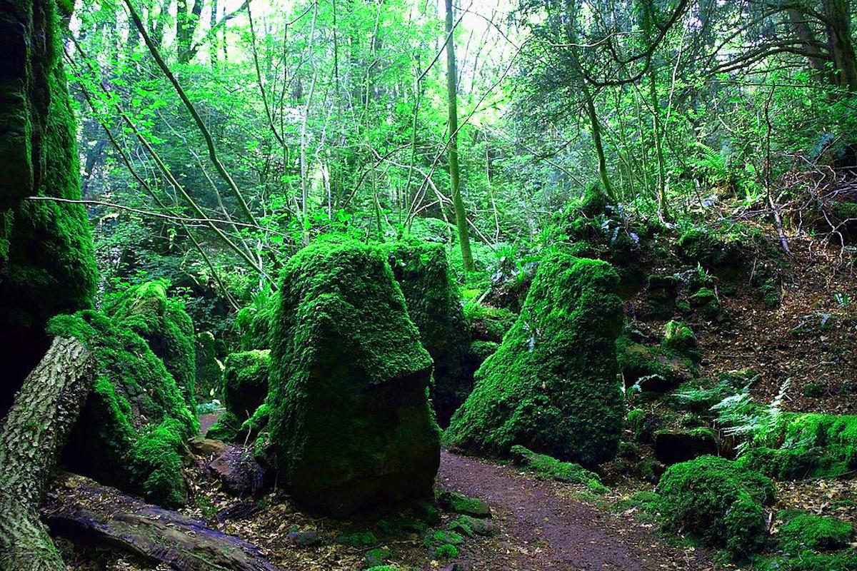 Містичний ліс з "Володаря перснів" і "Гаррі Поттера" можна відвідати, не покидаючи Європу 1 wikipedia.org