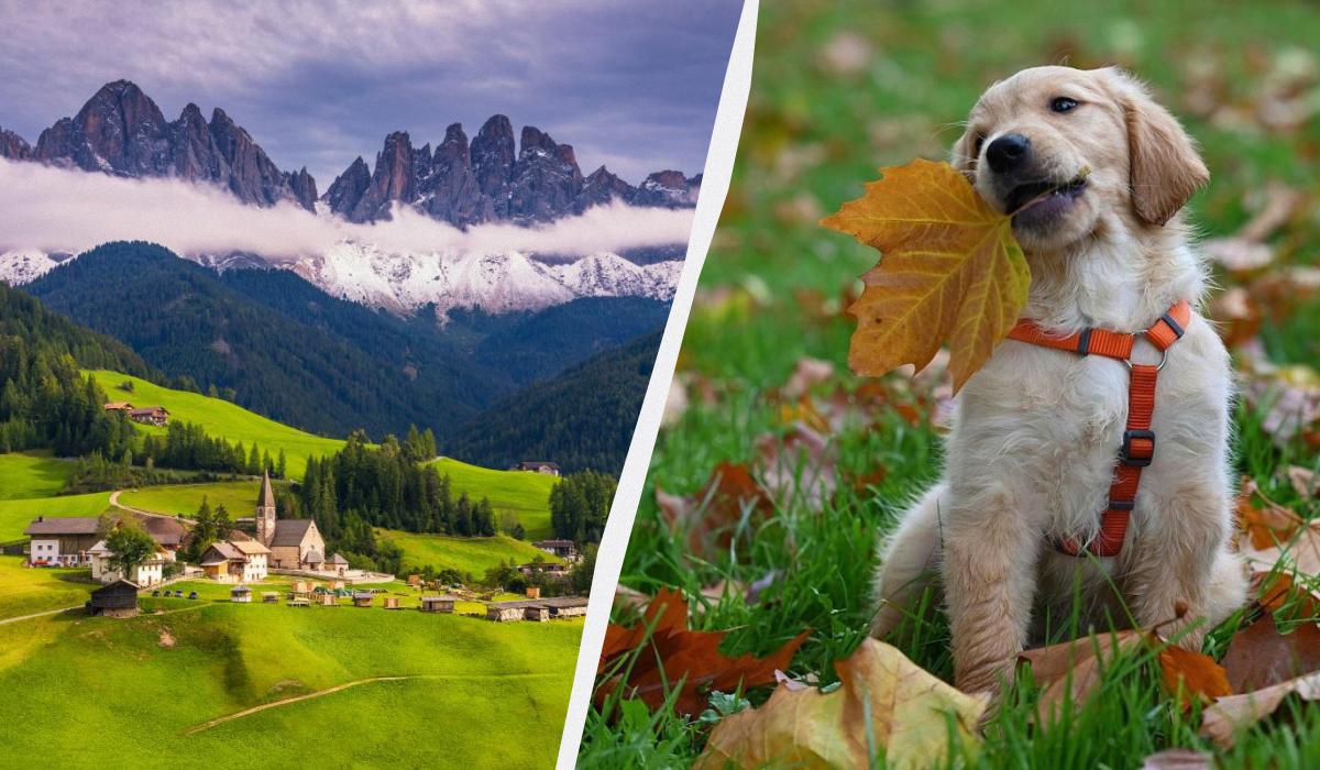 Туристів у Больцано хочуть змусити платити за собак / колаж D.UA, фото ua.depositphotos.com, Pixabay