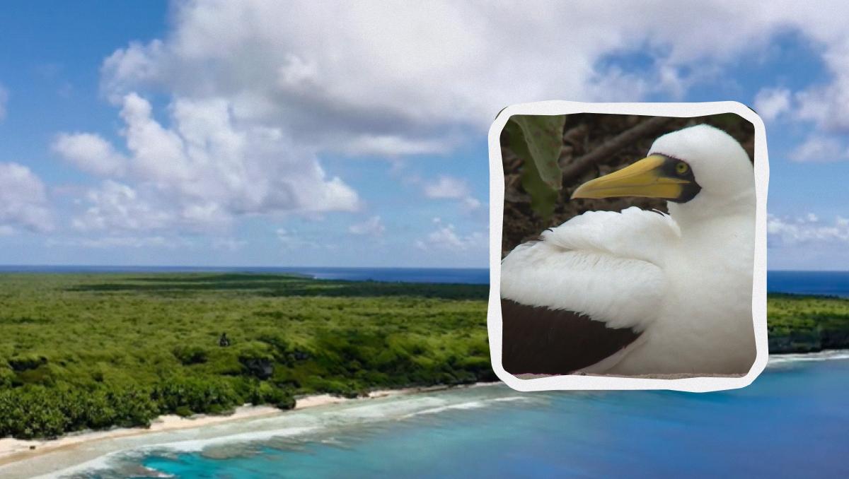 острів Хендерсон