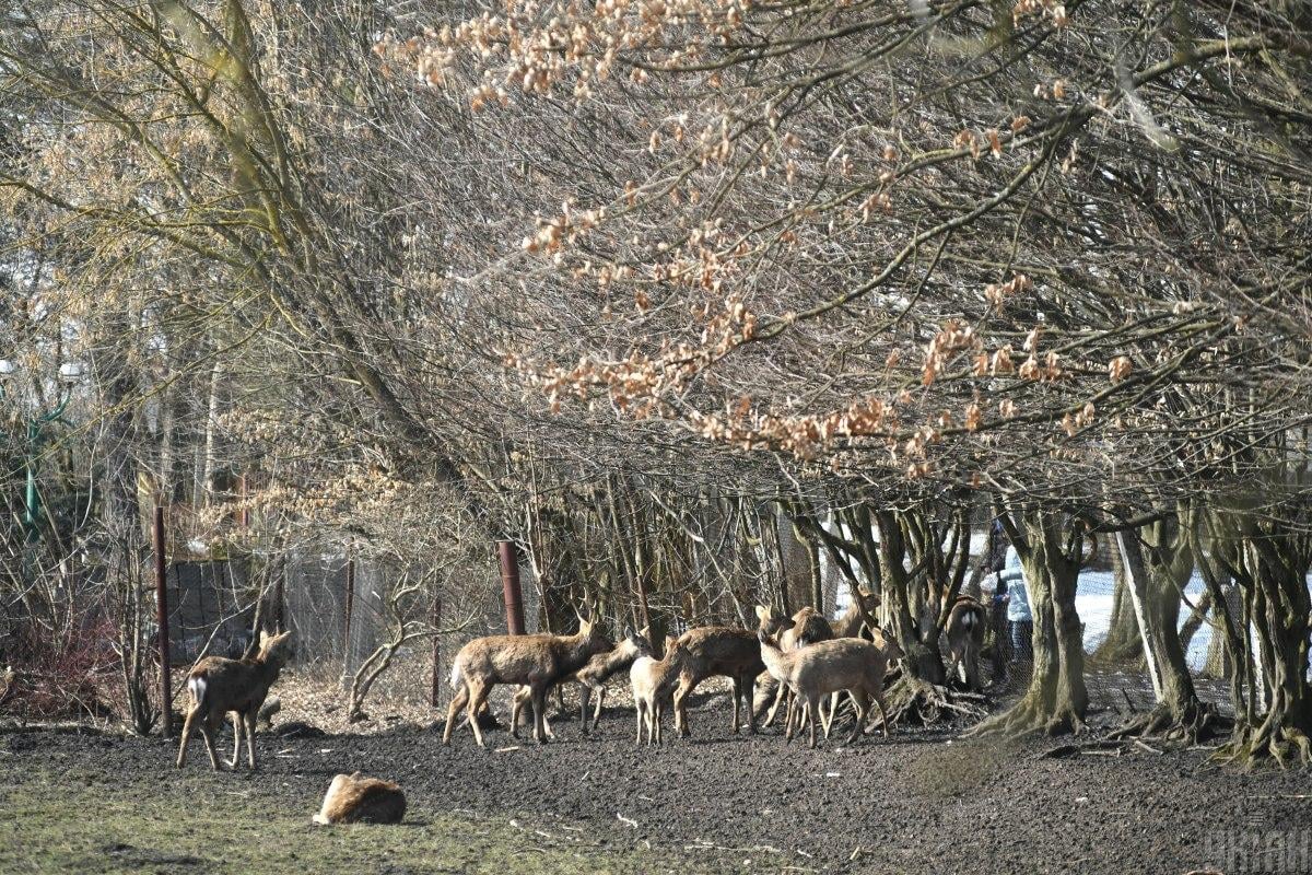 Оброшинський дендропарк славиться завдяки диким оленям / фото D.UA