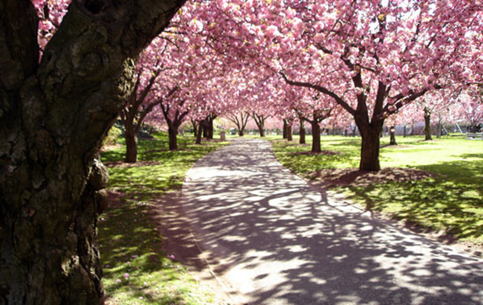 Ботанічні сади світу - де розташовані і рейтинг для подорожей 5