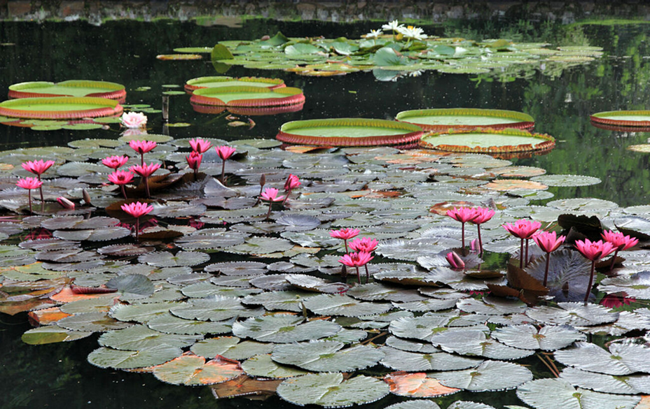 Ботанічні сади світу - де розташовані і рейтинг для подорожей 10