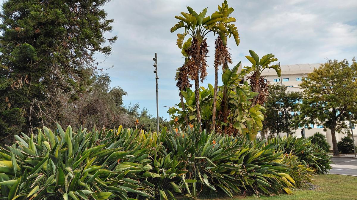 Зелень в Аліканте / фото Марина Григоренко