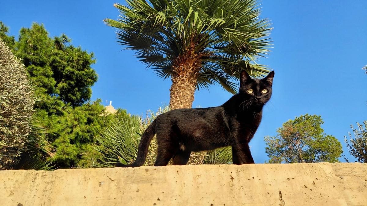 Аліканте: відмінний бюджетний курорт в Іспанії для пізнього сонця