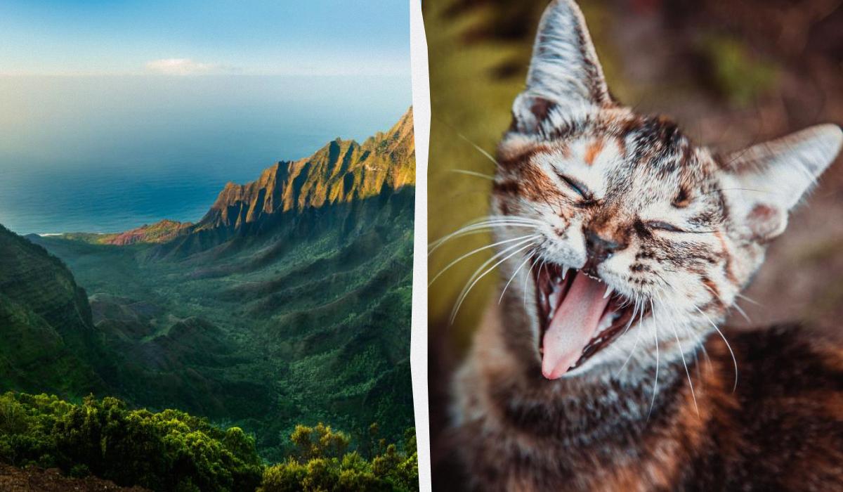 На Гаваях забороняють годувати диких кішок / колаж D.UA, фото ua.depositphotos.com