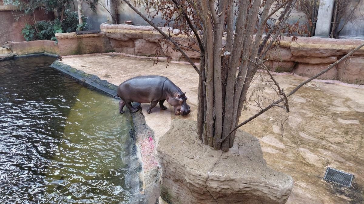 Вроцлав взимку: що подивитися і як зігрітися